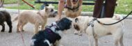 Dog Visit Le Cannet