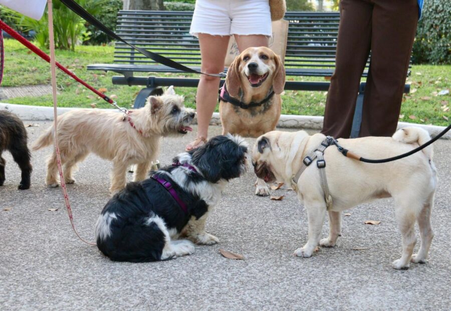 Dog Visit Le Cannet